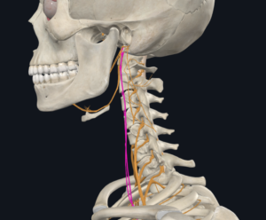 vagus nerve