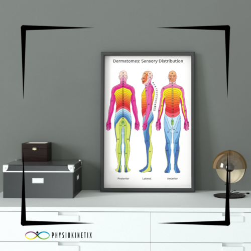 Dermatome Poster